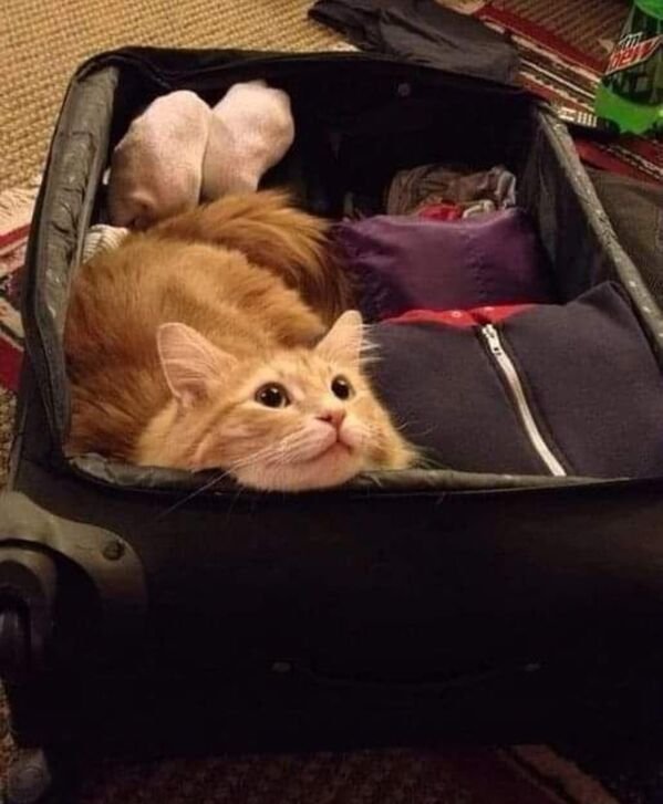 Funny Cats (30 pics)