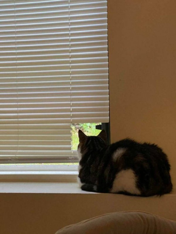 Funny Cats (30 pics)
