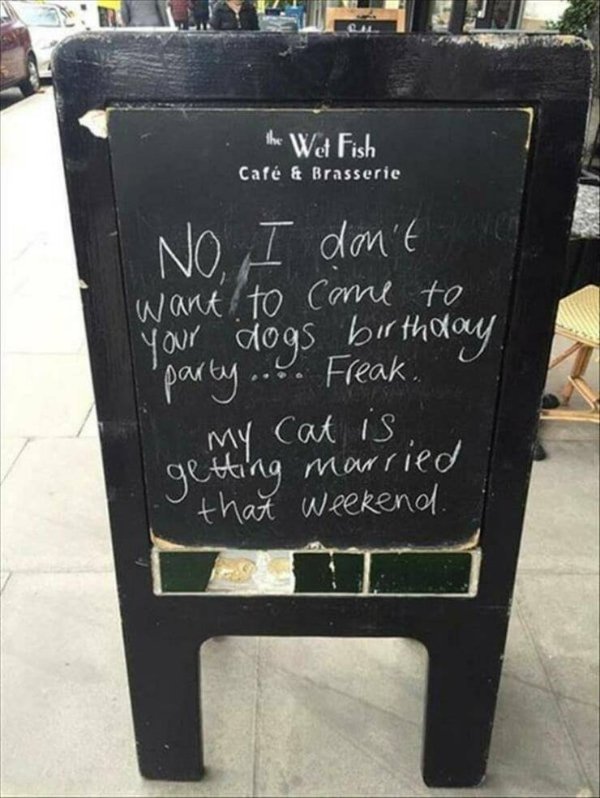 Funny Cats (30 pics)