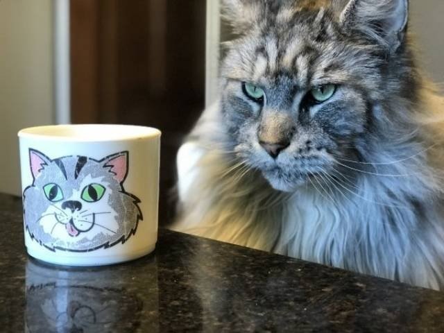 Funny Cats (30 pics)