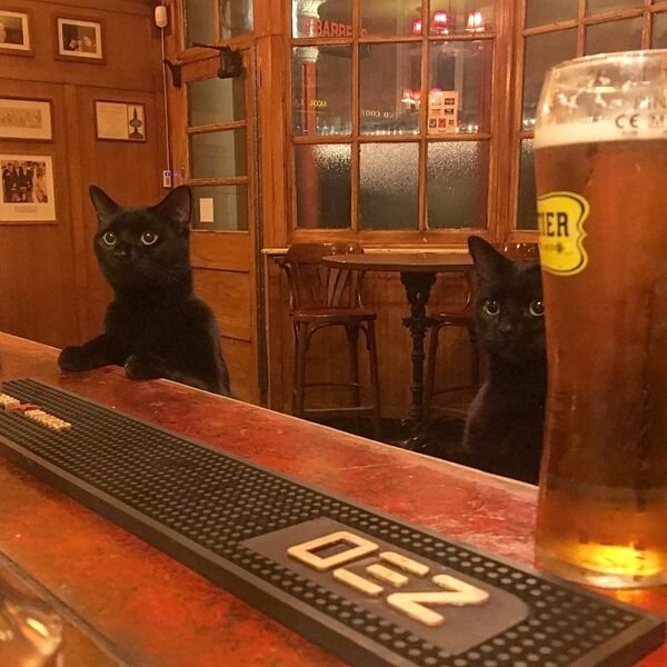 Funny Cats (30 pics)