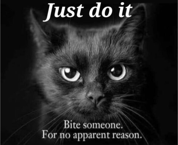 Funny Cats (30 pics)