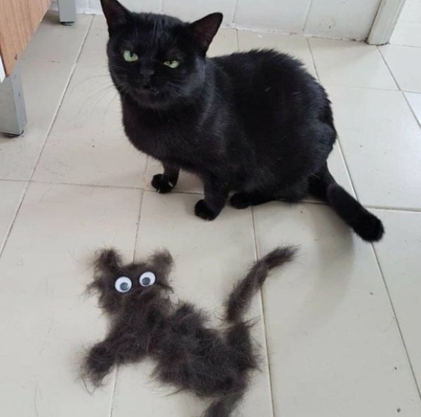 Funny Cats (30 pics)