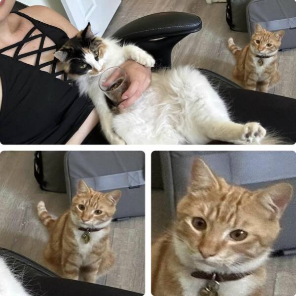Funny Cats (30 pics)