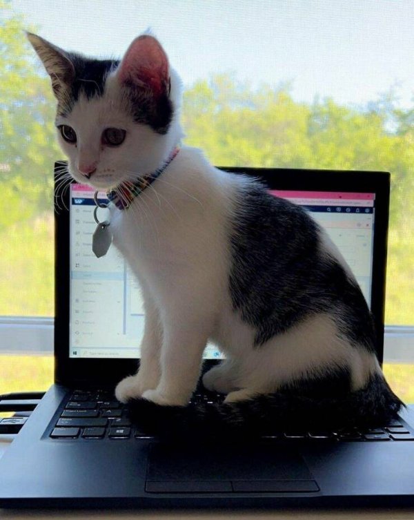 Funny Cats (30 pics)