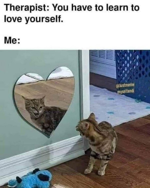 Funny Cats (30 pics)