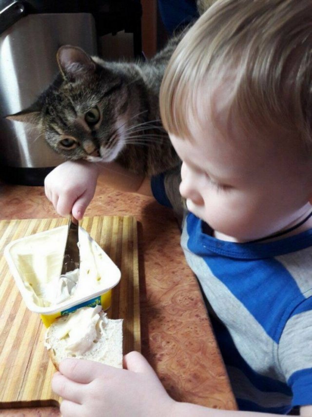 Funny Cats (30 pics)