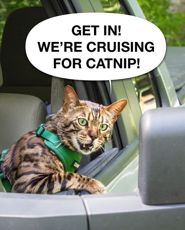 Funny Cats (30 pics)