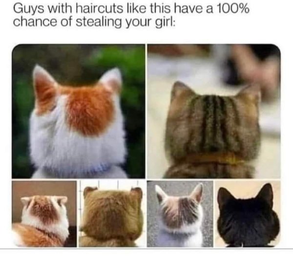 Funny Cats (30 pics)