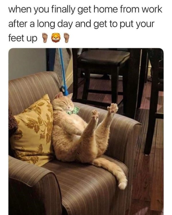Funny Cats (30 pics)