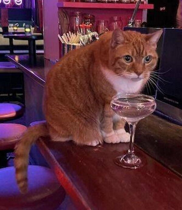 Funny Cats (30 pics)