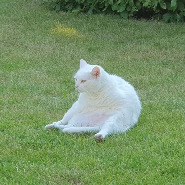 Funny Cats (30 pics)
