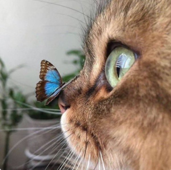 Funny Cats (30 pics)