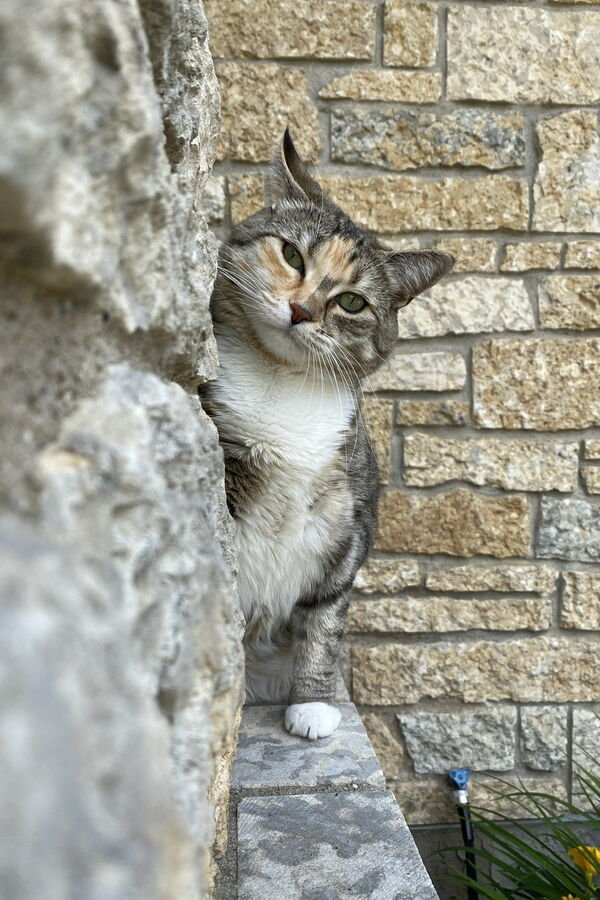 Funny Cats (30 pics)