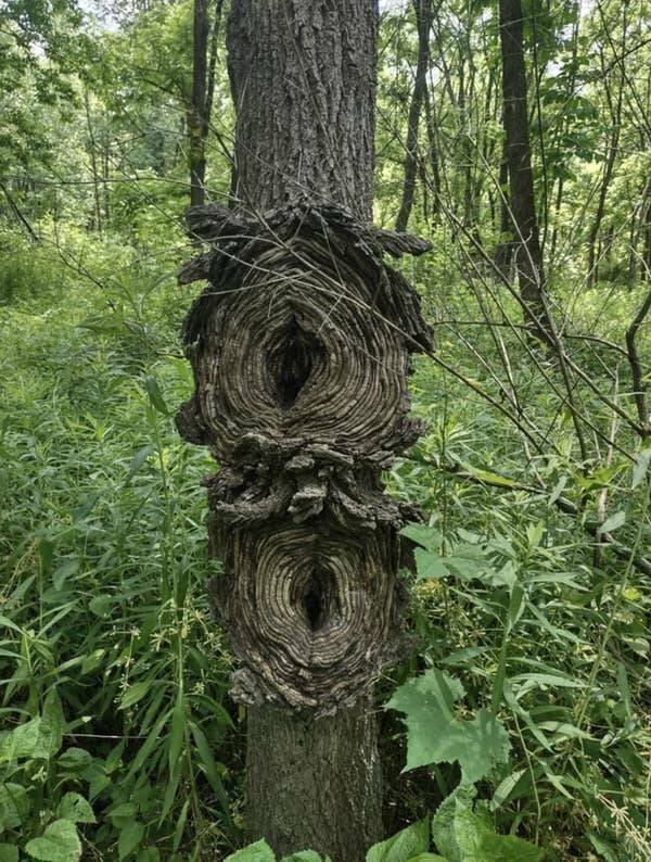 Unusual Finds And Situations (15 pics)