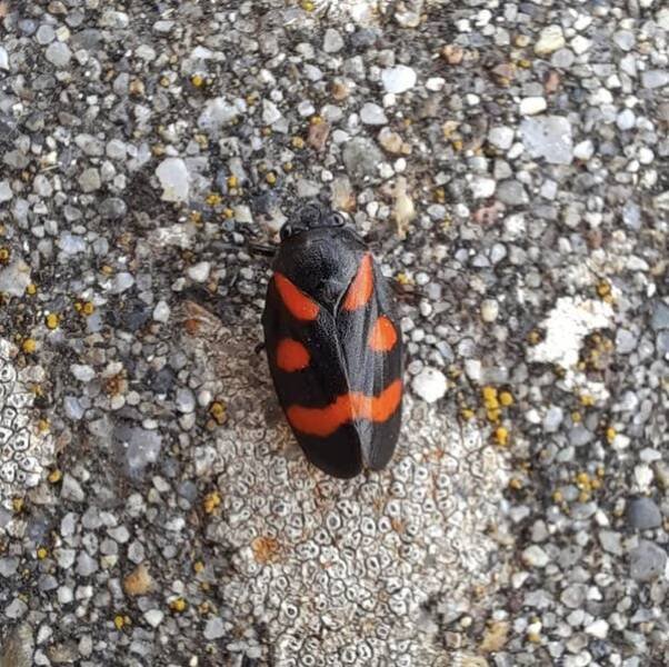 Unusual Finds And Situations (15 pics)