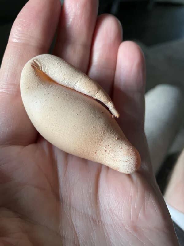 Unusual Finds And Situations (15 pics)