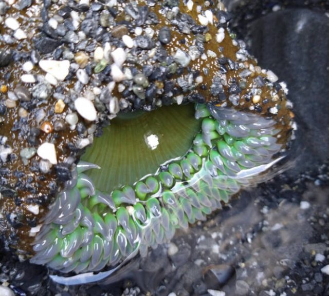 Unusual Finds On The Beaches (20 pics)