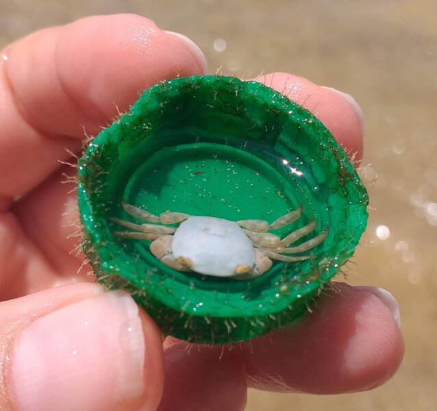 Unusual Finds On The Beaches (20 pics)