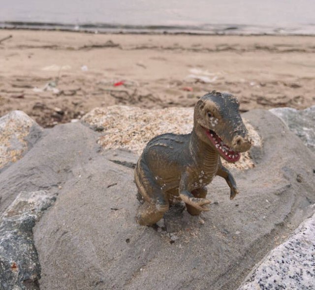 Unusual Finds On The Beaches (20 pics)