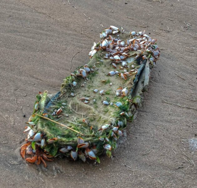 Unusual Finds On The Beaches (20 pics)