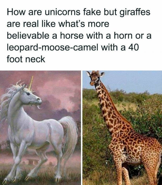 Animal Memes (27 pics)