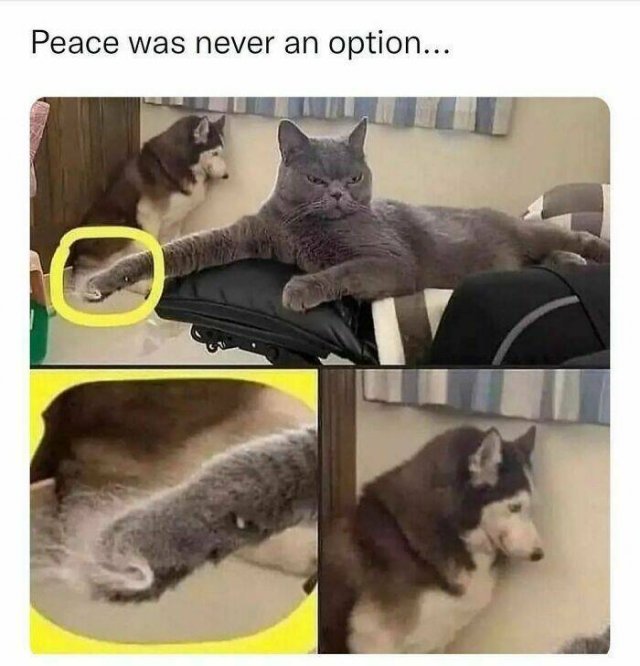 Animal Memes (27 pics)