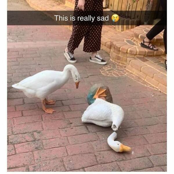 Animal Memes (27 pics)