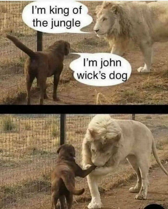 Animal Memes (27 pics)