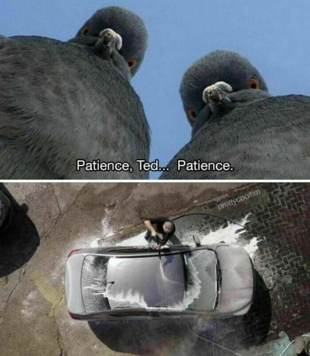 Animal Memes (27 pics)