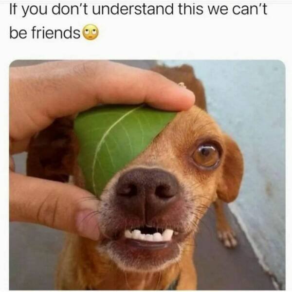 Animal Memes (27 pics)