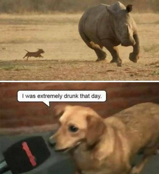 Animal Memes (27 pics)