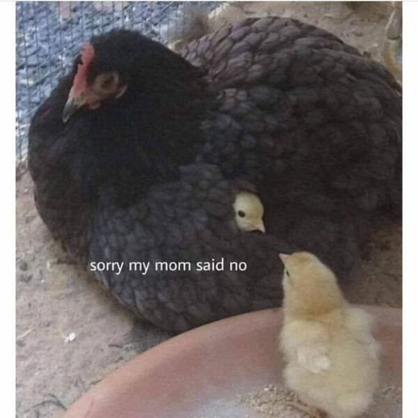 Animal Memes (27 pics)
