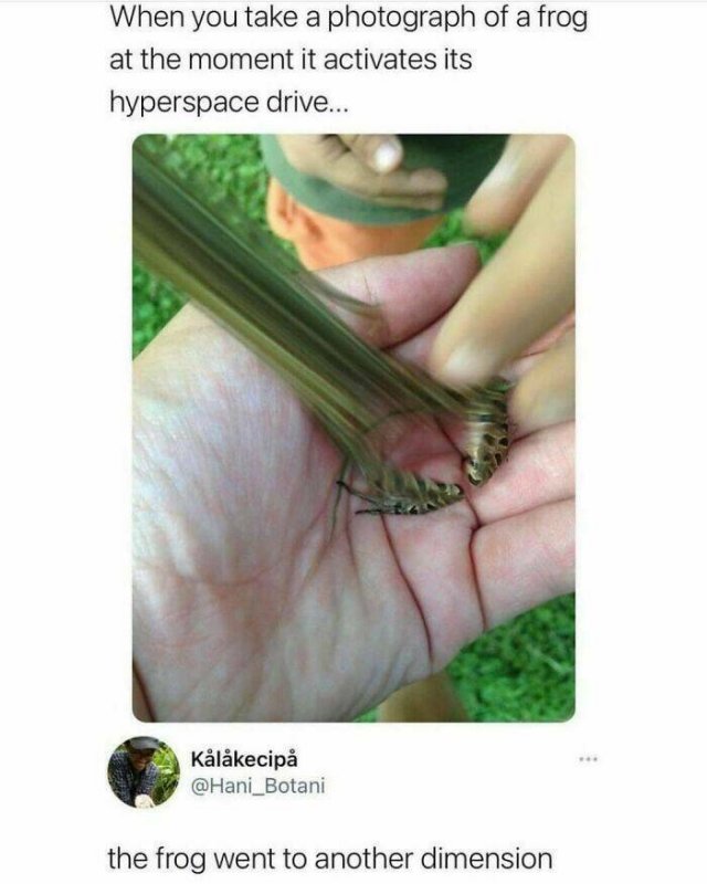 Animal Memes (27 pics)