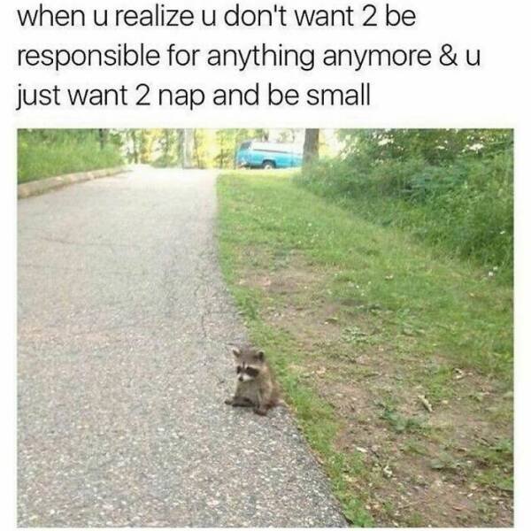 Animal Memes (27 pics)