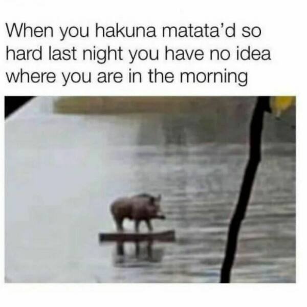 Animal Memes (27 pics)