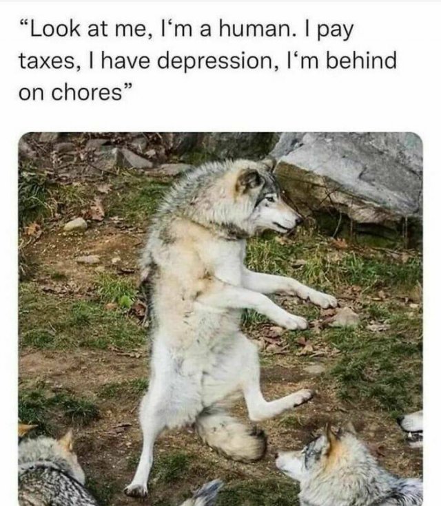 Animal Memes (27 pics)