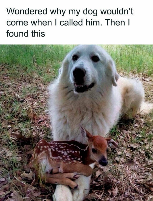 Animal Memes (27 pics)