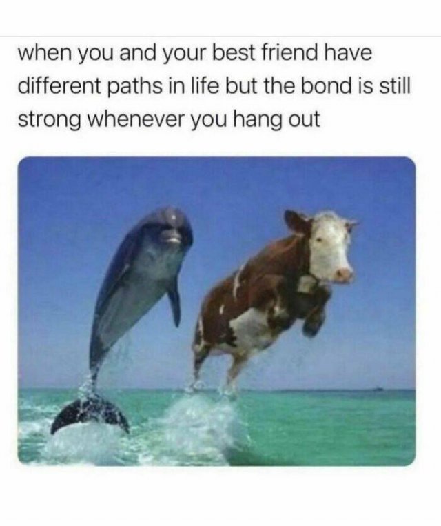 Animal Memes (27 pics)