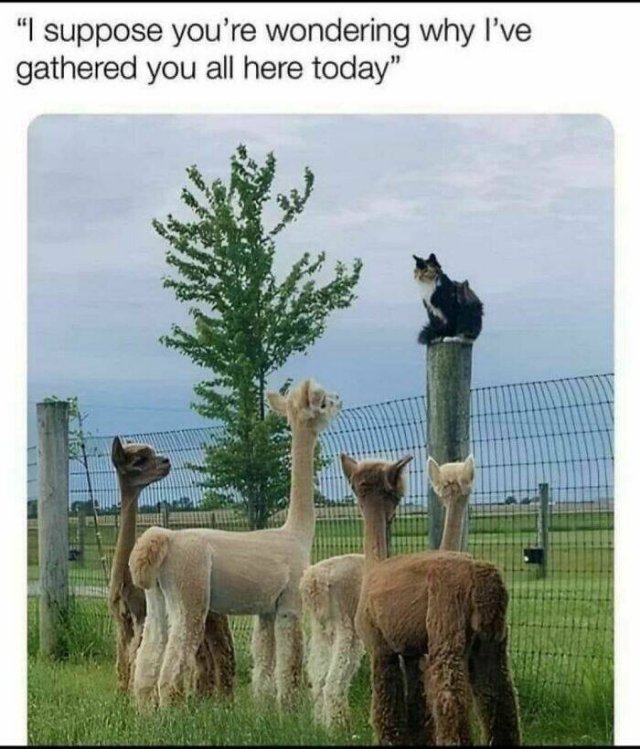 Animal Memes (27 pics)