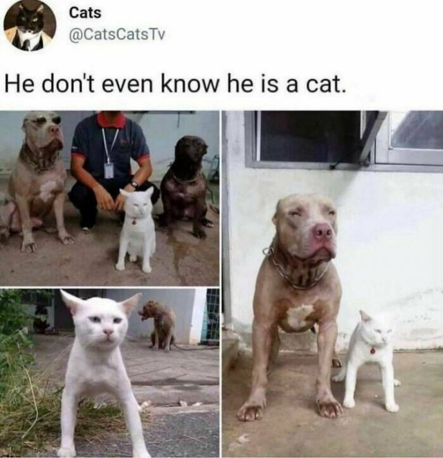 Animal Memes (27 pics)