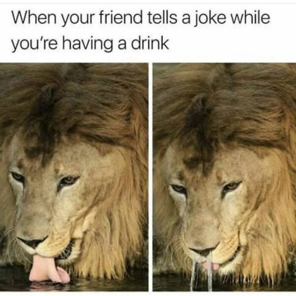 Animal Memes (27 pics)