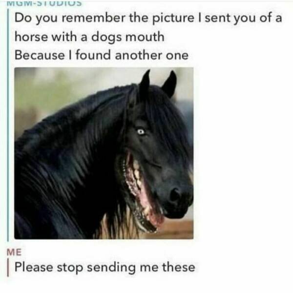 Animal Memes (27 pics)
