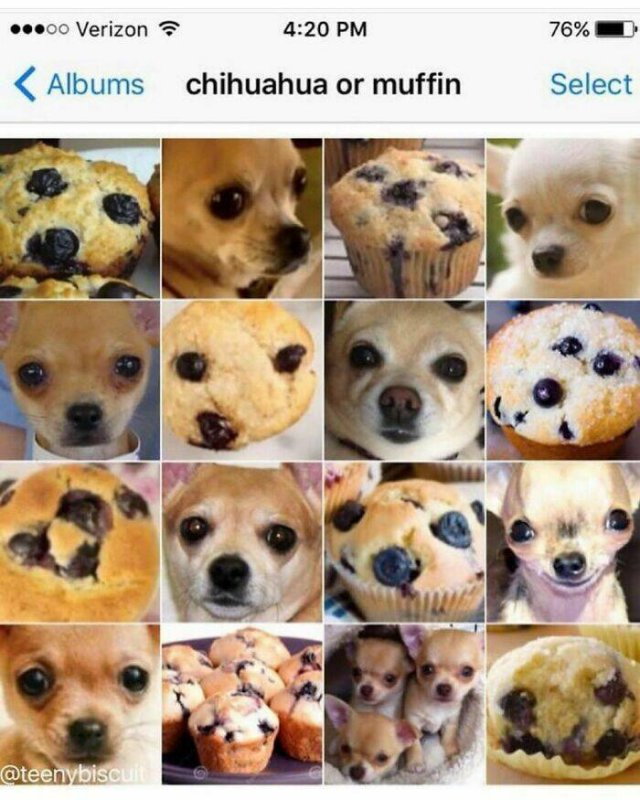Animal Memes (27 pics)