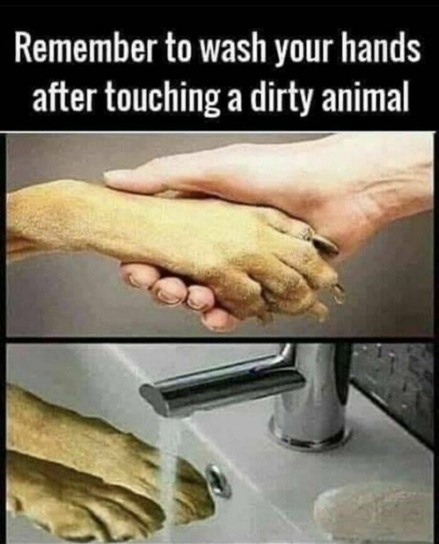 Animal Memes (27 pics)