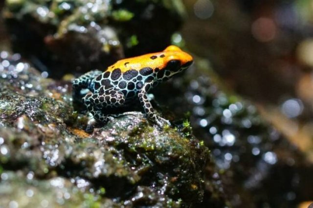 Most Poisonous Creatures In The World (8 pics) Most Poisonous Creatures In The World (8 pics)
