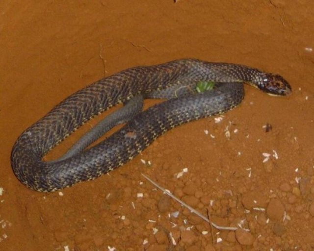 Most Poisonous Creatures In The World (8 pics) Most Poisonous Creatures In The World (8 pics)