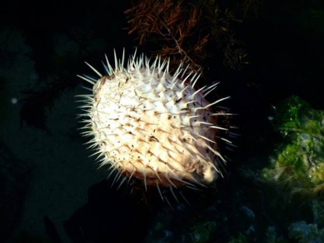 Most Poisonous Creatures In The World (8 pics) Most Poisonous Creatures In The World (8 pics)