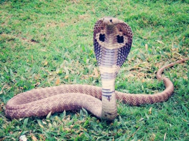Most Poisonous Creatures In The World (8 pics) Most Poisonous Creatures In The World (8 pics)