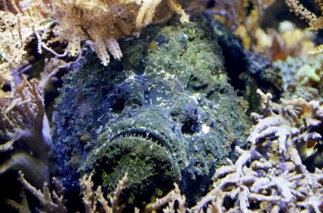 Most Poisonous Creatures In The World (8 pics) Most Poisonous Creatures In The World (8 pics)